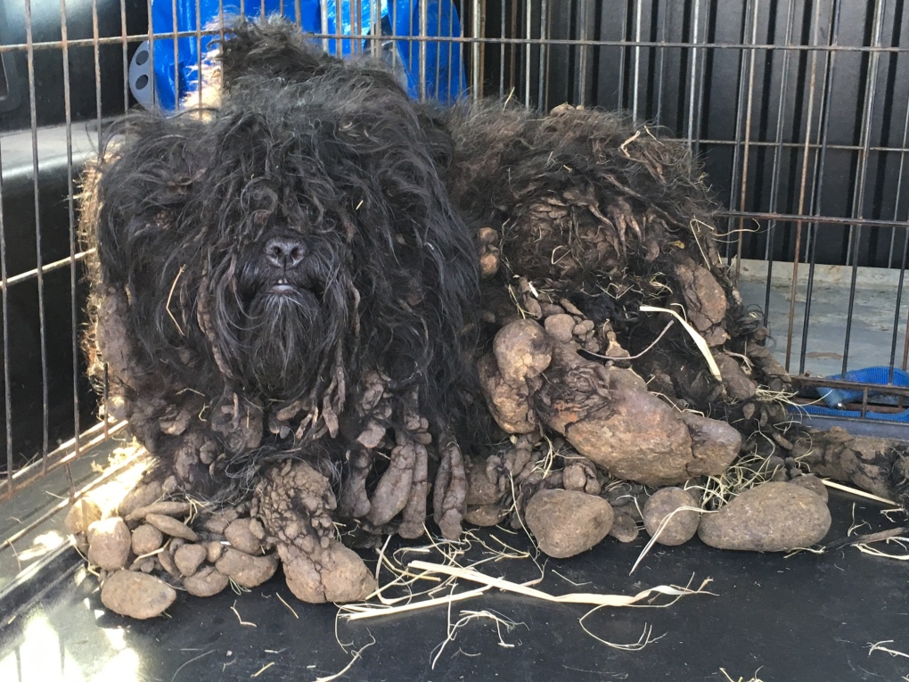 Dog found in filthy conditions at a Windsor home