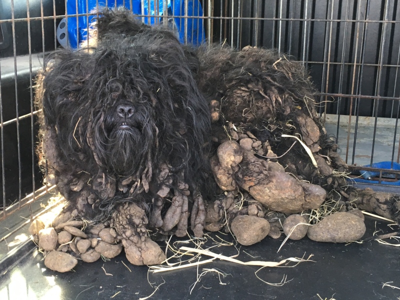 Six dogs and one puppy were found in filthy conditions during a search warrant executed at a Bonita Avenue home on June 10th, 2016.
Courtesy: Windsor-Essex County Humane Society