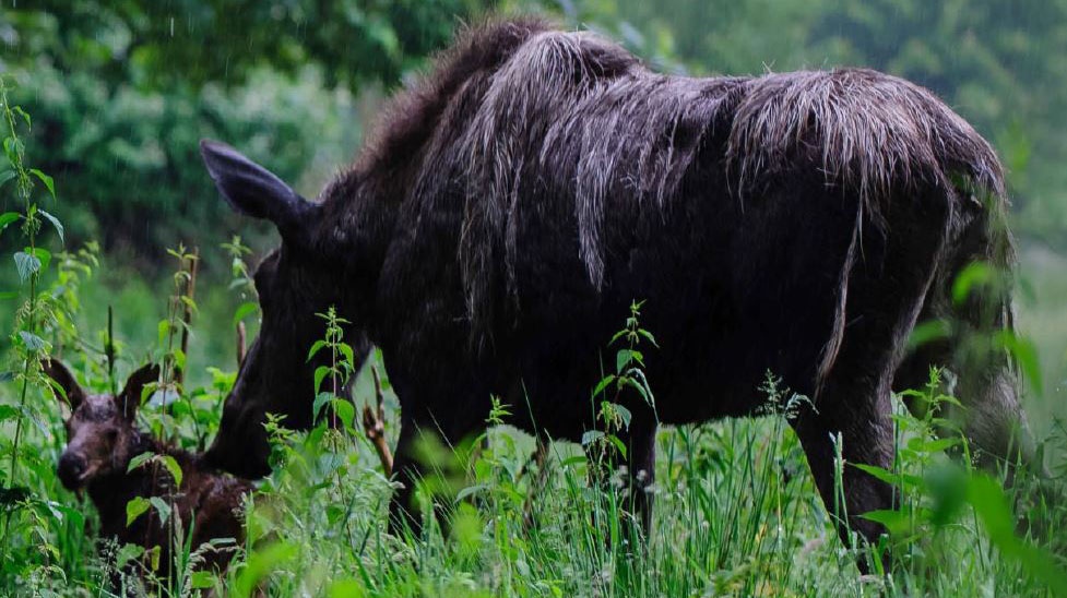 Oakleaf moose mother with 3-week-old calf