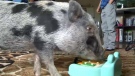 Emmy, the piano playing pig, will soon leave the Nupoort's home in southwest Calgary after the family received a citation for having livestock in the city