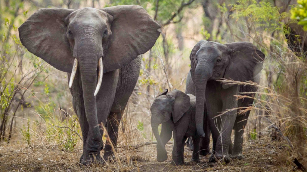 Elephants are seen roaming near Blantyre, Malawi
