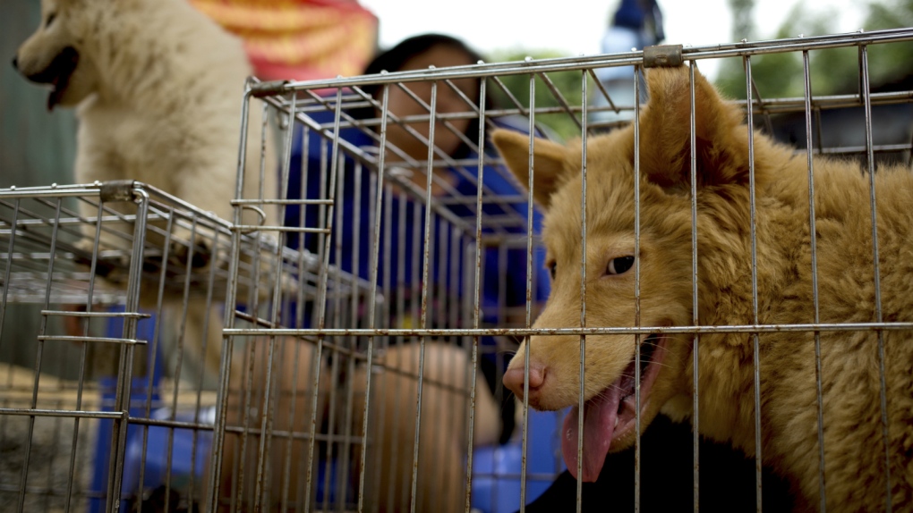 Dog meat festival to go ahead in China