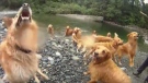 More than a dozen golden retrievers were brought together for a day of play at the Nanaimo River Wednesday, June 15, 2016. (YouTube)