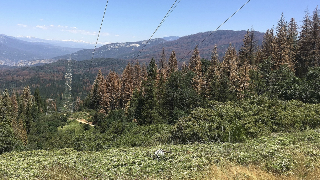 Drought killing trees in California