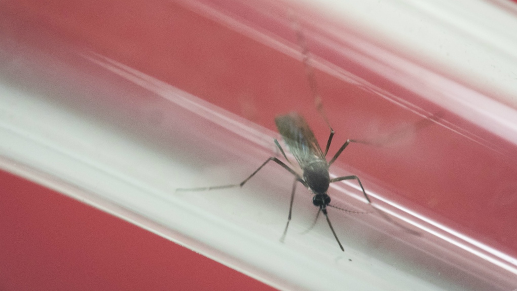 Antibodies found which 'neutralize' Zika 