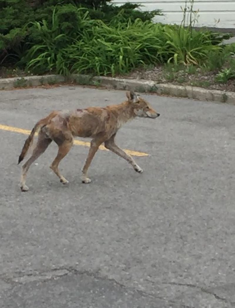 A coyote that was spotted near Military Trail and Morningside Avenue in Scarborough in June is seen in this handout photo. 