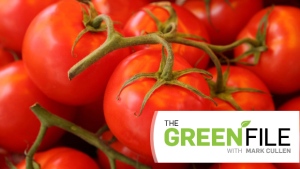 Mark Cullen with part two of his tips on growing tomatoes, in this week's the Green File