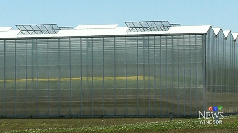 CTV Windsor: Greenhouse future