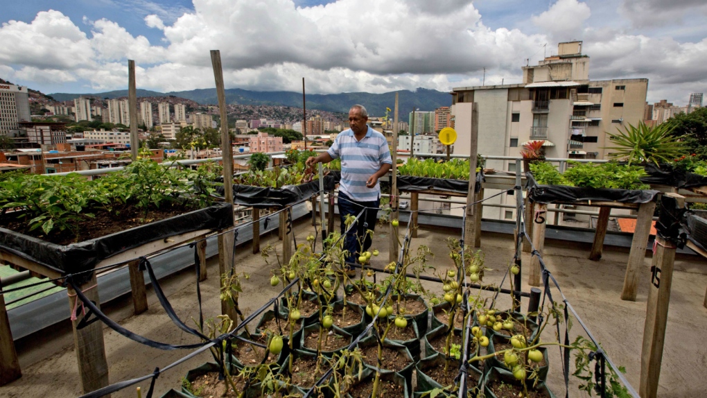 Food shortage prompts urban farming in Venezuela