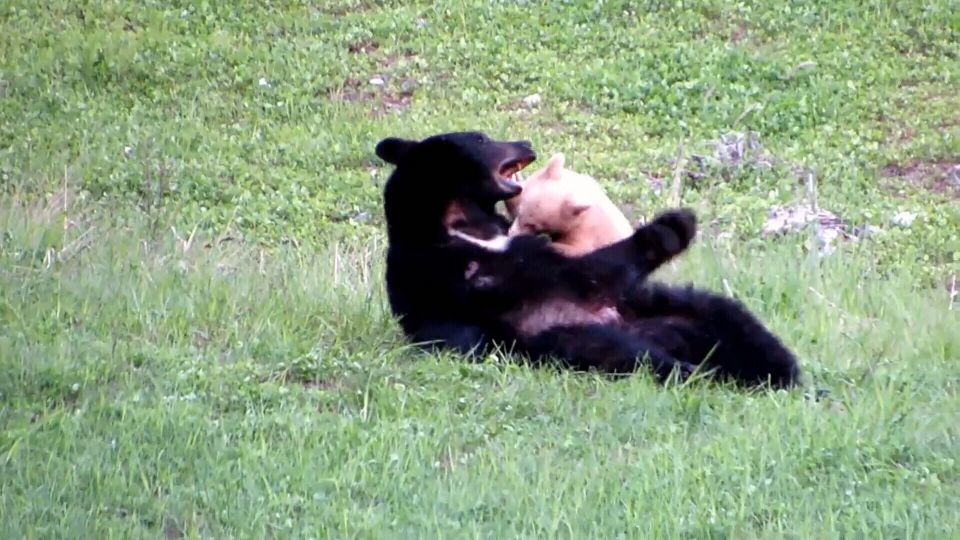 Cream-coloured bear cub filmed wrestling with mom