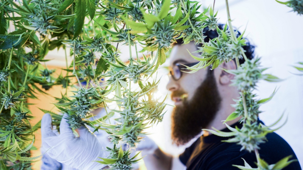 Marijuana growing in Uruguay