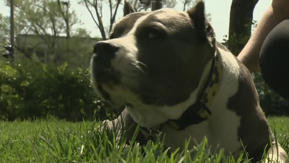 CTV Montreal: Another pit bull attack