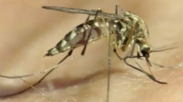 Lethbridge - mosquito