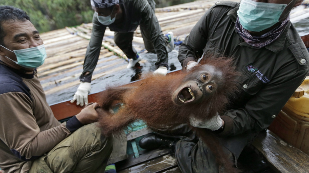 Orangutans endangered, group says