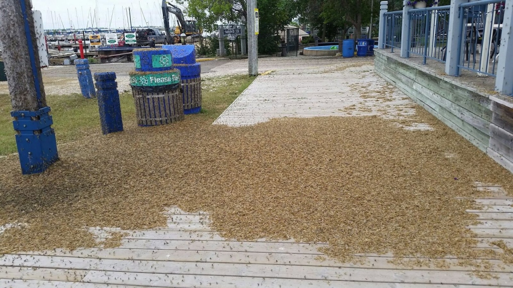 The smell is atrocious': Mounds of dead fish flies pile up in Gimli, Man.