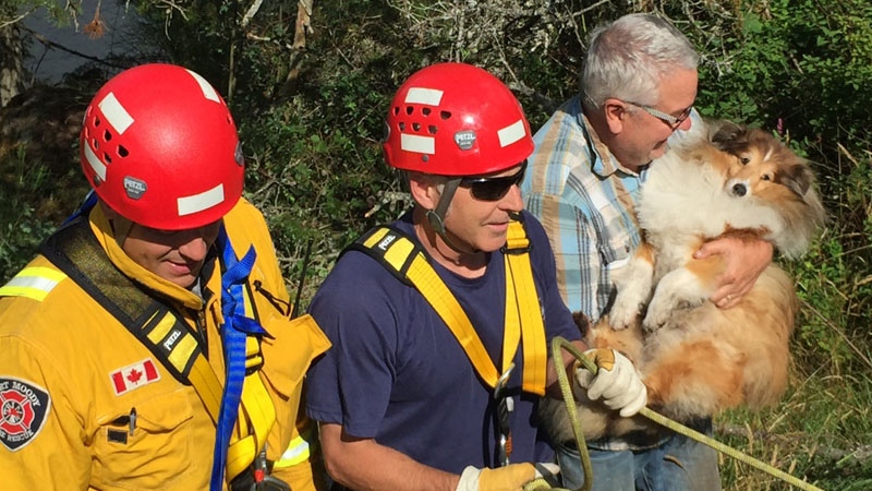 Dog rescued in Belcarra