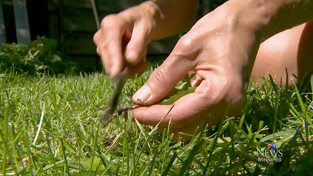Manitobans weigh in on cosmetic pesticides