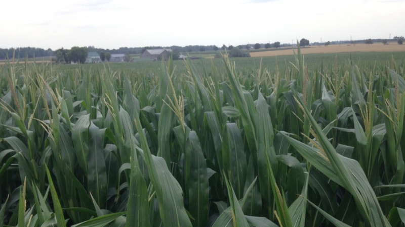 Corn crops grow at a farm north of Waterloo, Ont., on Thursday, July 21, 2016. (Marc Venema / CTV Kitchener)
