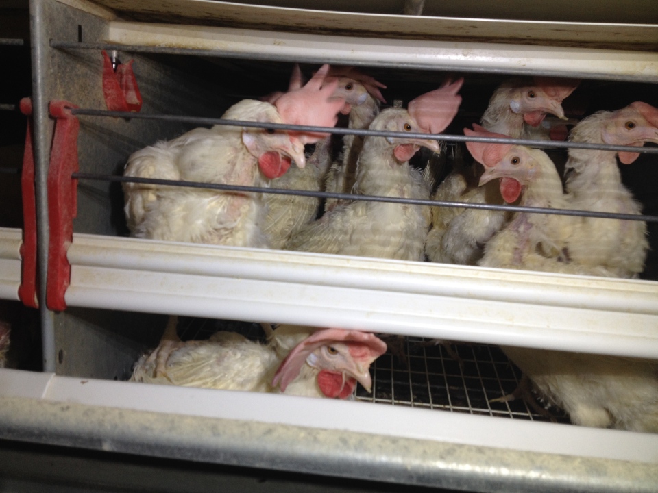 Hens in cage