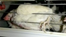 CTV Kitchener: Cruelty to hens alleged