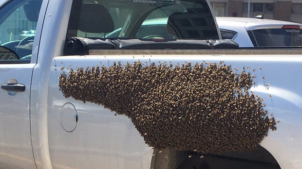 A swarm of bees cover a truck in the parking lot at the Richardson Centre in downtown Winnipeg on Thursday, July 22, 2016. (Source: Ed Wesa)
