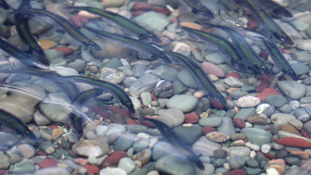 Capelin at Middle Cove Beach, N.L.