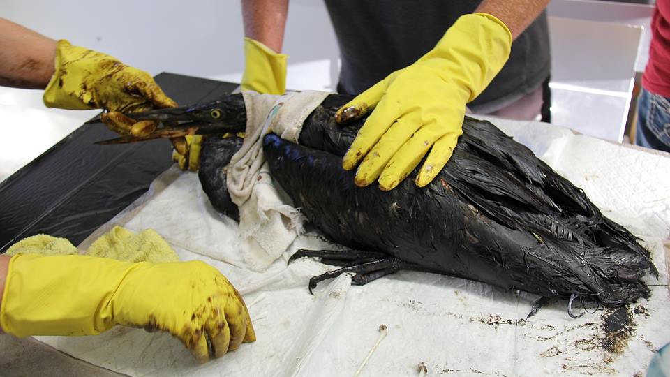 oil spill bird