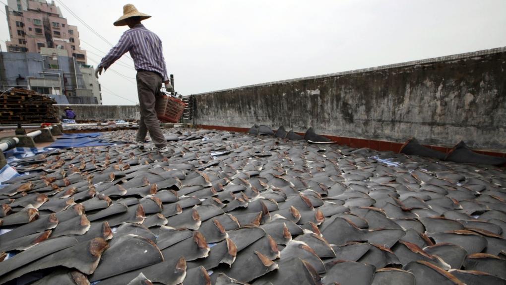U.S. fishermen vow to fight shark fin ban