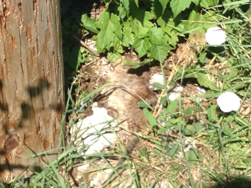 A dead rat is seen in an alley near Moy Avenue in Windsor, Ont., on Tuesday, July 26, 2016. (Stefanie Masotti / CTV Windsor)