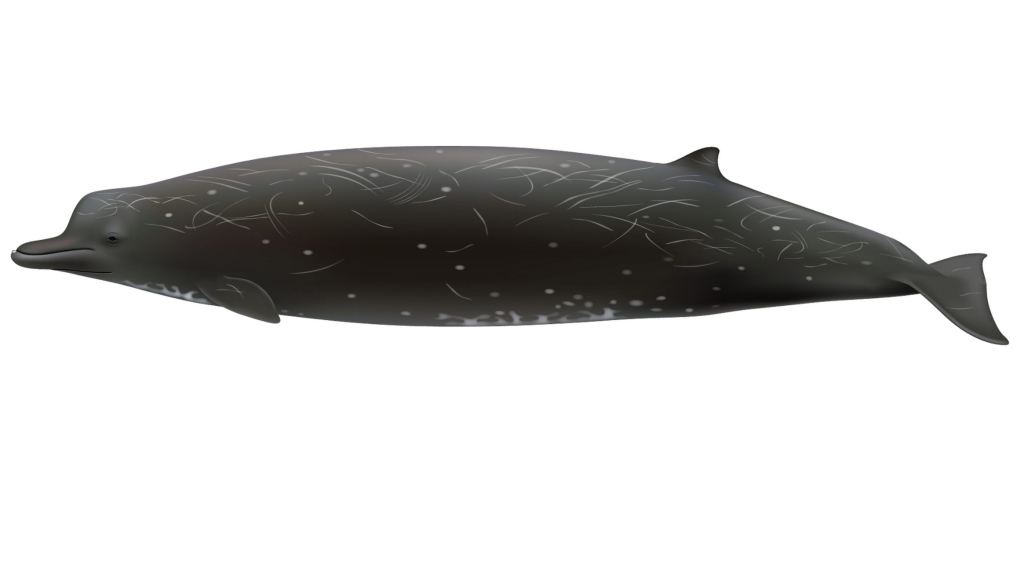 NOAA confirms beaked whale