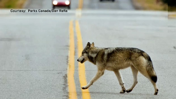 Wolf in Banff National Park (File Photo/Parks Canada/Dan Rafla)