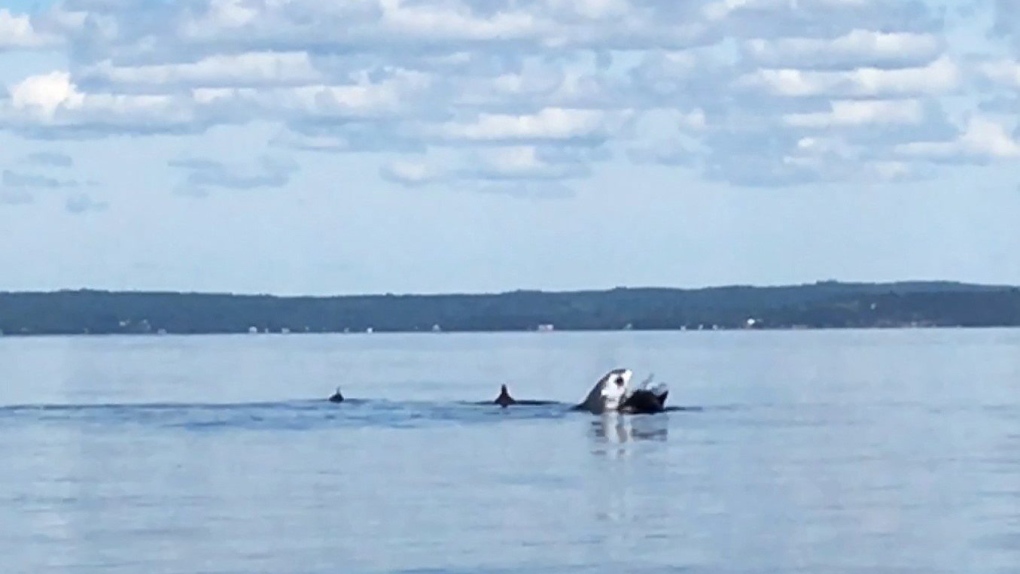 Nova Scotia Shark