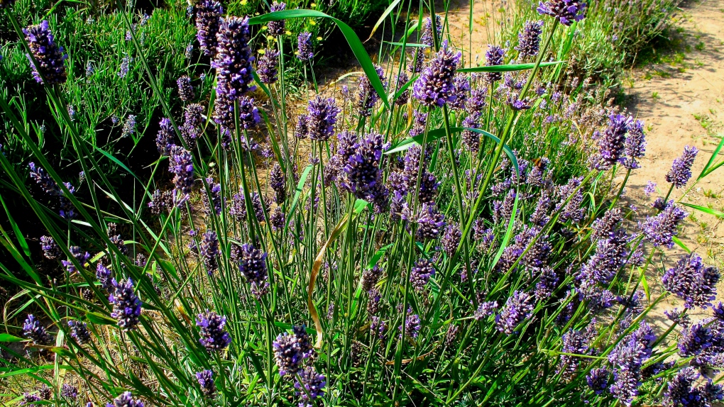 Xeriscaping lavender 