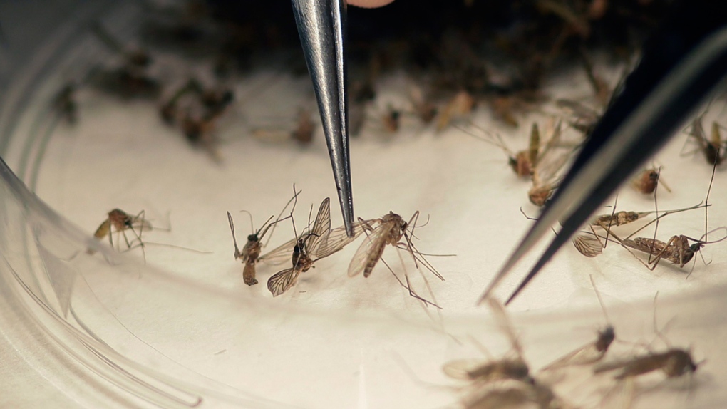 Sorting mosquitoes