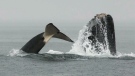Whale watchers are sharing images of a rare and 'epic' tussle between a group of orcas and humpback whales off the coast of Jordan River, B.C. Aug. 7, 2016. (Courtesy Pacific Whale Watching Association)