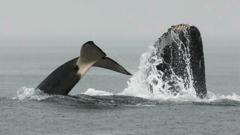 whale attack b.c. 