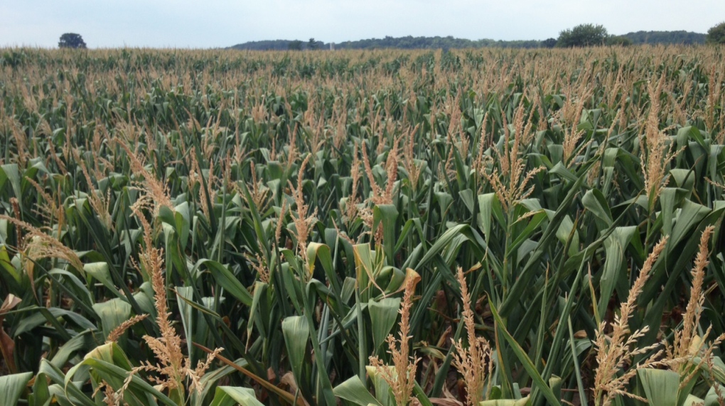 Corn crops