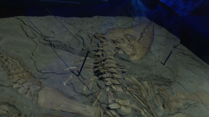 Rare pliosaur fossil