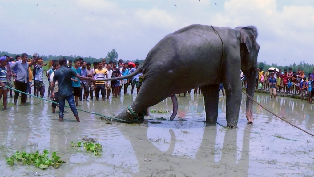 stranded elephant in Bangladesh
