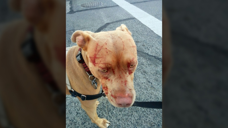 Bandita, a pit bull, had to receive antibiotics at a local veterinary clinic after she was attacked by what her owner called a "vicious" cat in Saanich Monday., Aug. 15, 2016. (Courtesy Javiera Rodriguez)