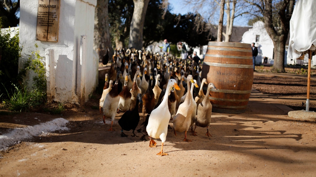 Ducks at the Vergenoegd vineyard, South Africa