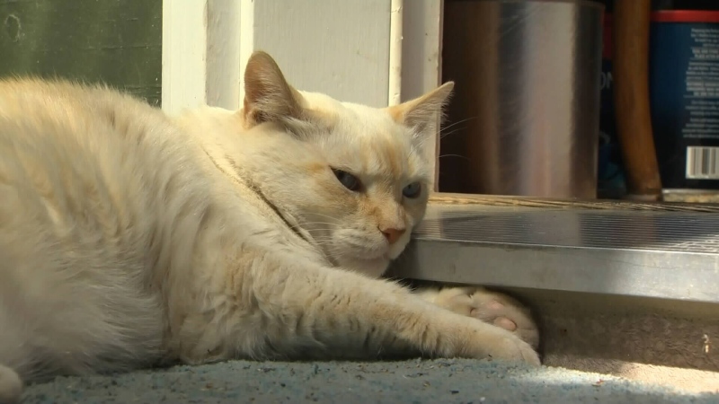 Baby, a 16-year-old cat, made headlines this week after mauling a pit bull in Saanich, B.C. Aug. 17, 2016. (CTV)