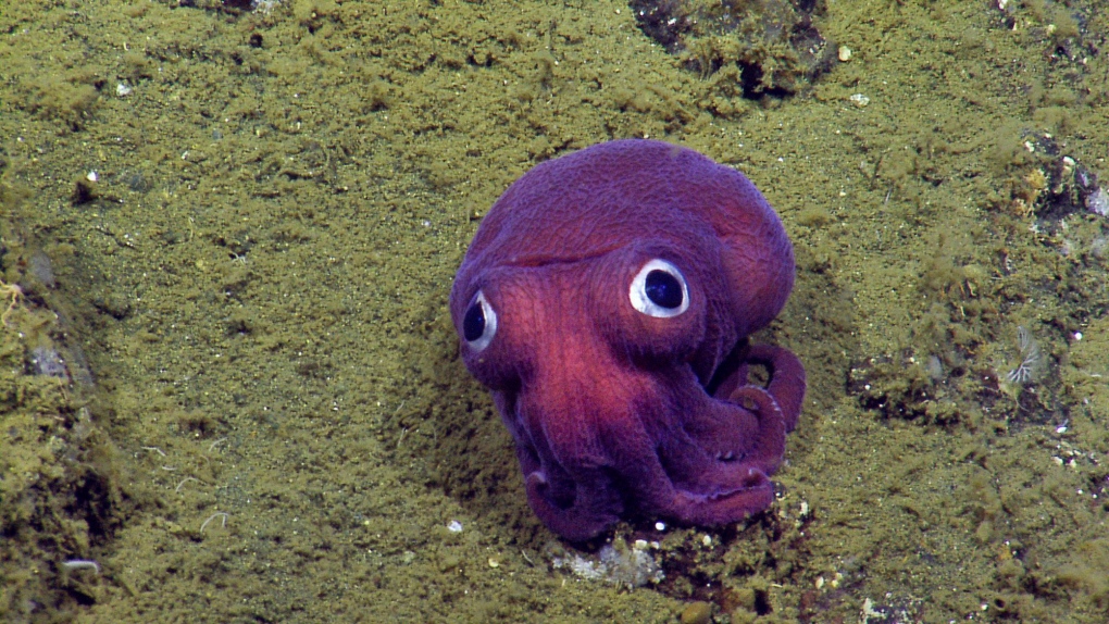 stubby squid