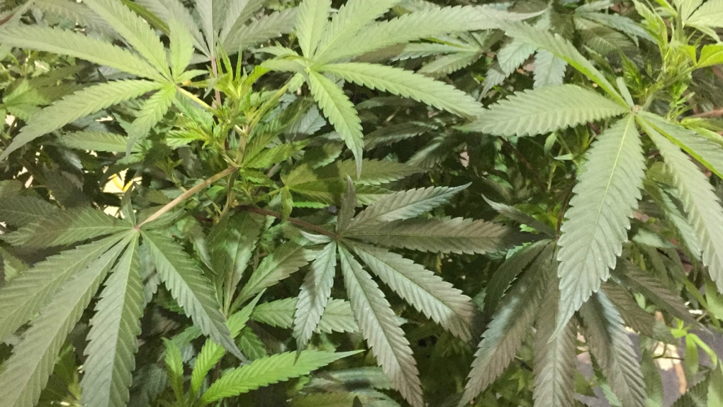 Marijuana plants to be shown at Oregon fair