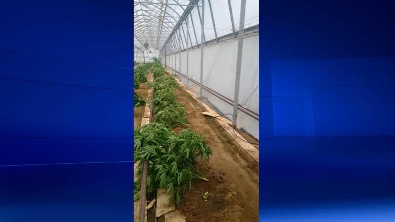 About 1,700 marijuana plants were seized from a greenhouse on Wednesday, August 17, 2016. (Courtesy OPP)