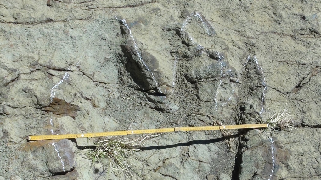 dinosaur fossil footprint