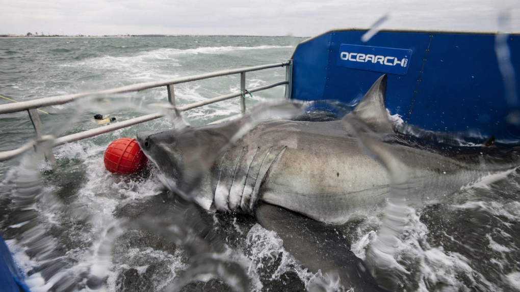 Great white shark numbers falling in South Africa