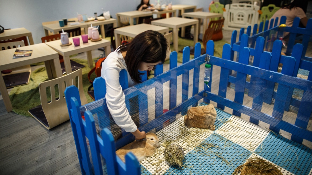 Rabbit cafe in Hong Kong