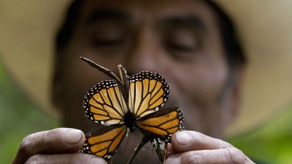 Storms killed monarch butterflies, expert says