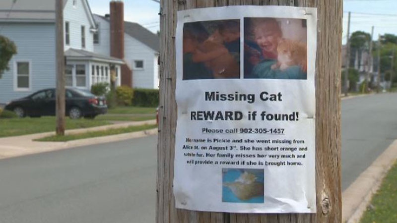 missing cats